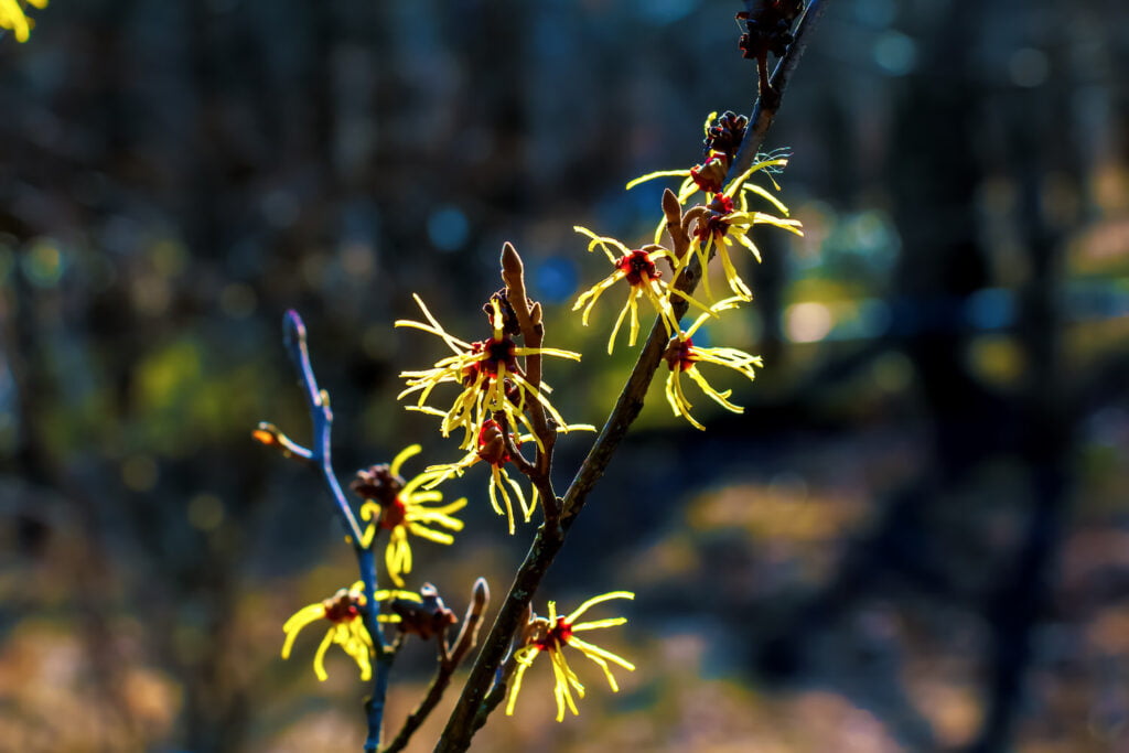 27 Best Autumn Plants For Vibrant Fall Flowers Witch Hazel A Fragrant Fall Bloomer 1024x683 - 27 Best Autumn Plants For Vibrant Fall Flowers