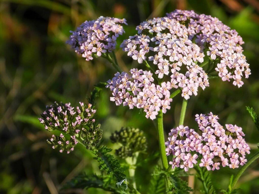 30 Must-Have Perennials For An English Cottage Garden Yarrow 1024x768 - 30 Must-Have Perennials For An English Cottage Garden