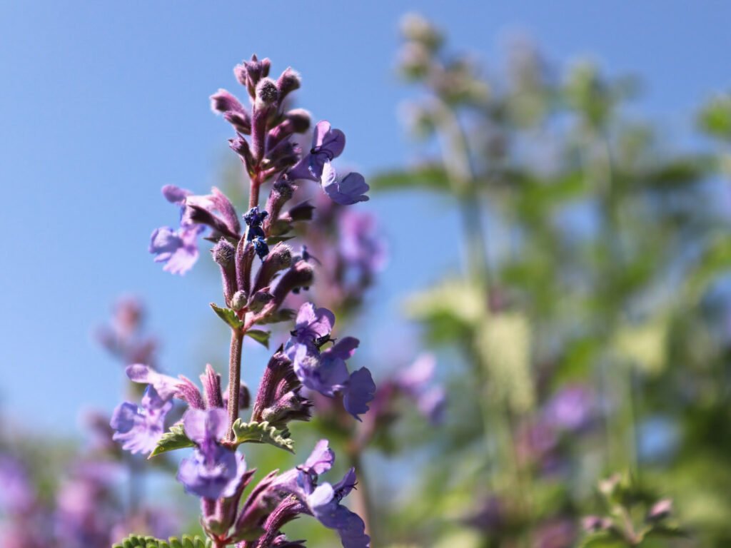 30 Must-Have Perennials For An English Cottage Garden catmint 1024x768 - 30 Must-Have Perennials For An English Cottage Garden