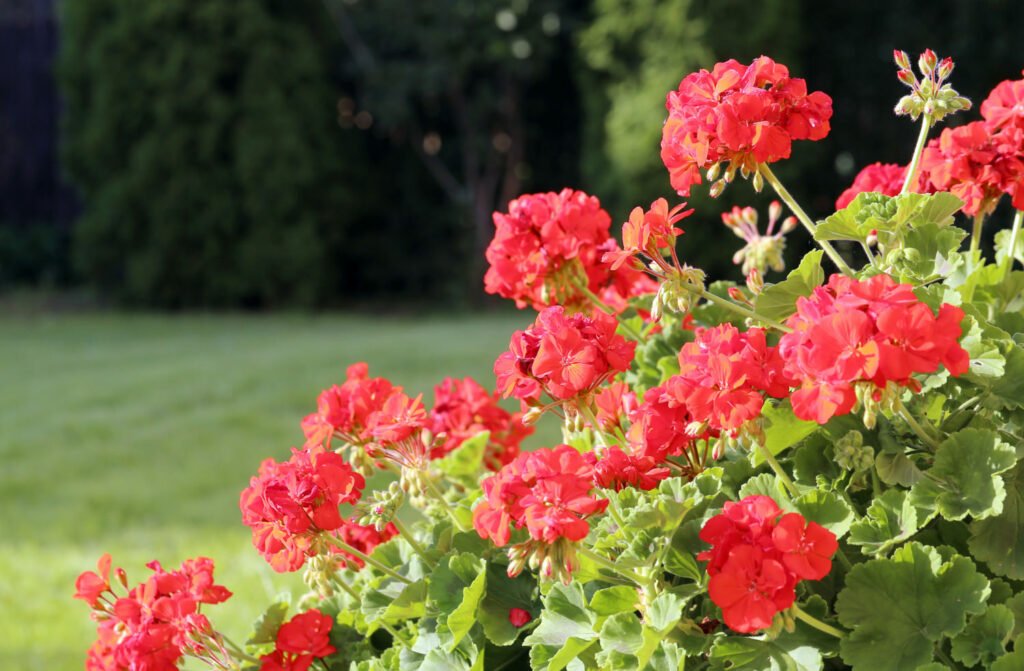30 Must-Have Perennials For An English Cottage Garden geraniums 1024x671 - 30 Must-Have Perennials For An English Cottage Garden