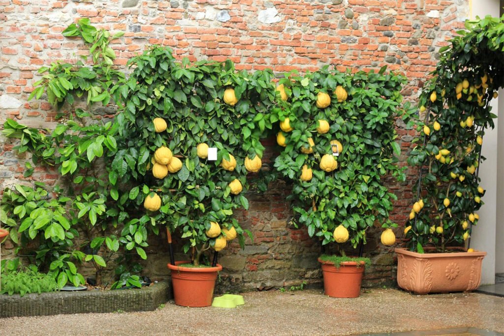 40 Small Garden Design Ideas: Genius Tips for Tiny Spaces use dwarf varieties 1024x683 - 40 Small Garden Design Ideas: Genius Tips for Tiny Spaces