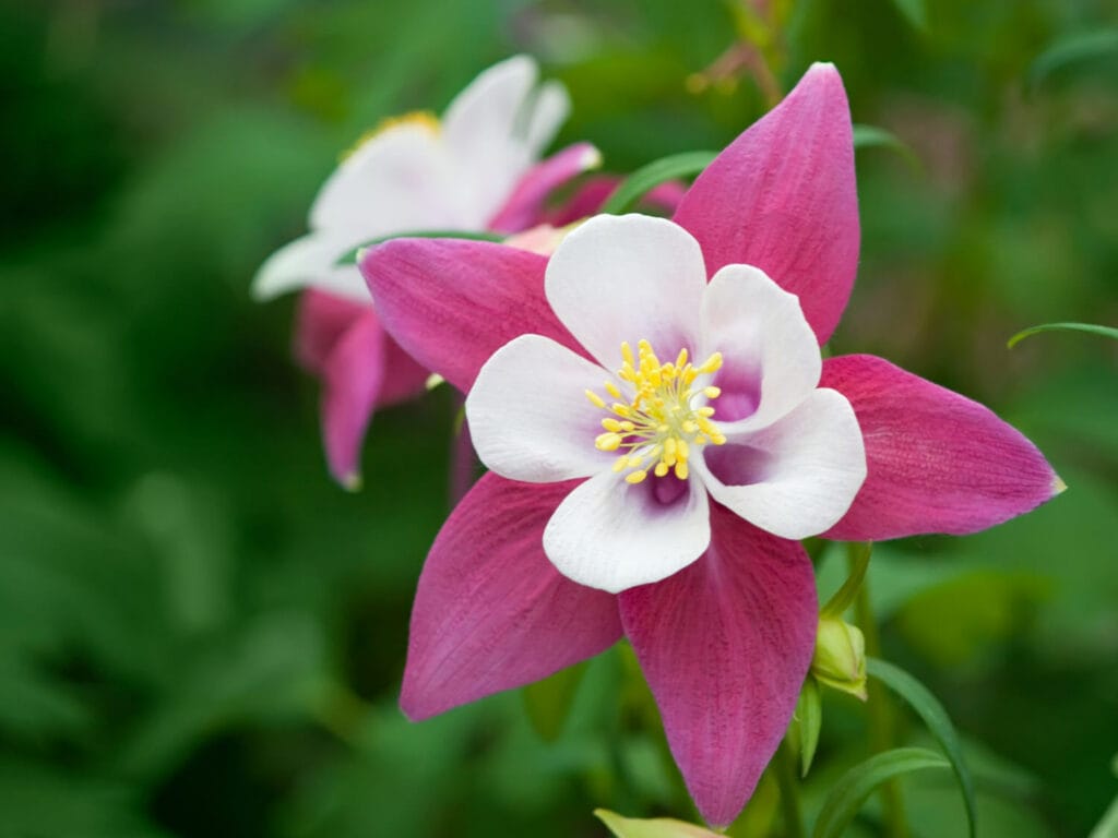 Aquilegia vulgaris 1 1024x768 - Shade Garden Ideas - 20+ Plants That Thrive With Limited Sunlight