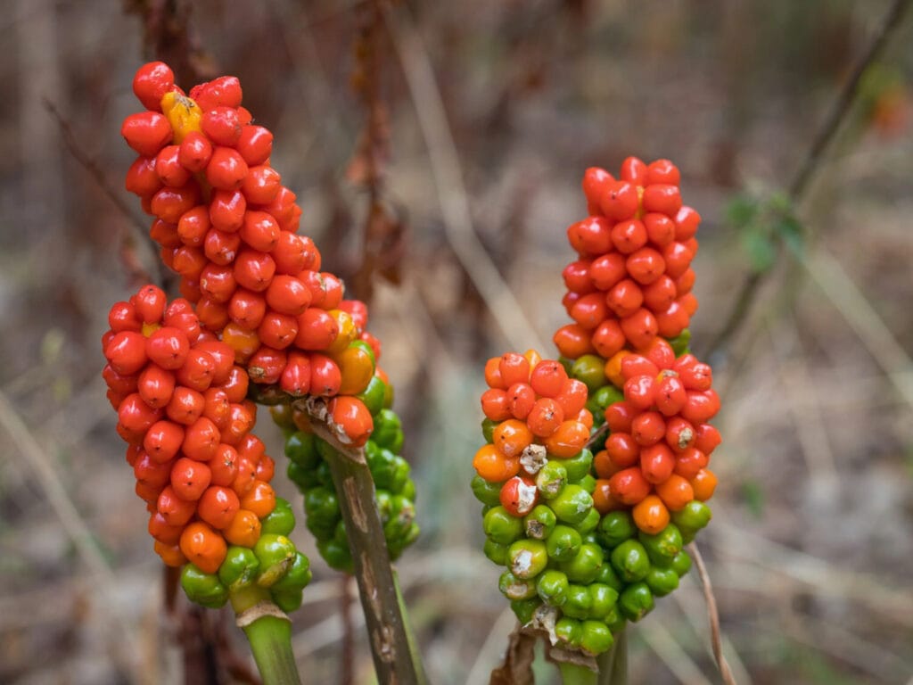Arum maculatum 1 1024x768 - Shade Garden Ideas - 20+ Plants That Thrive With Limited Sunlight