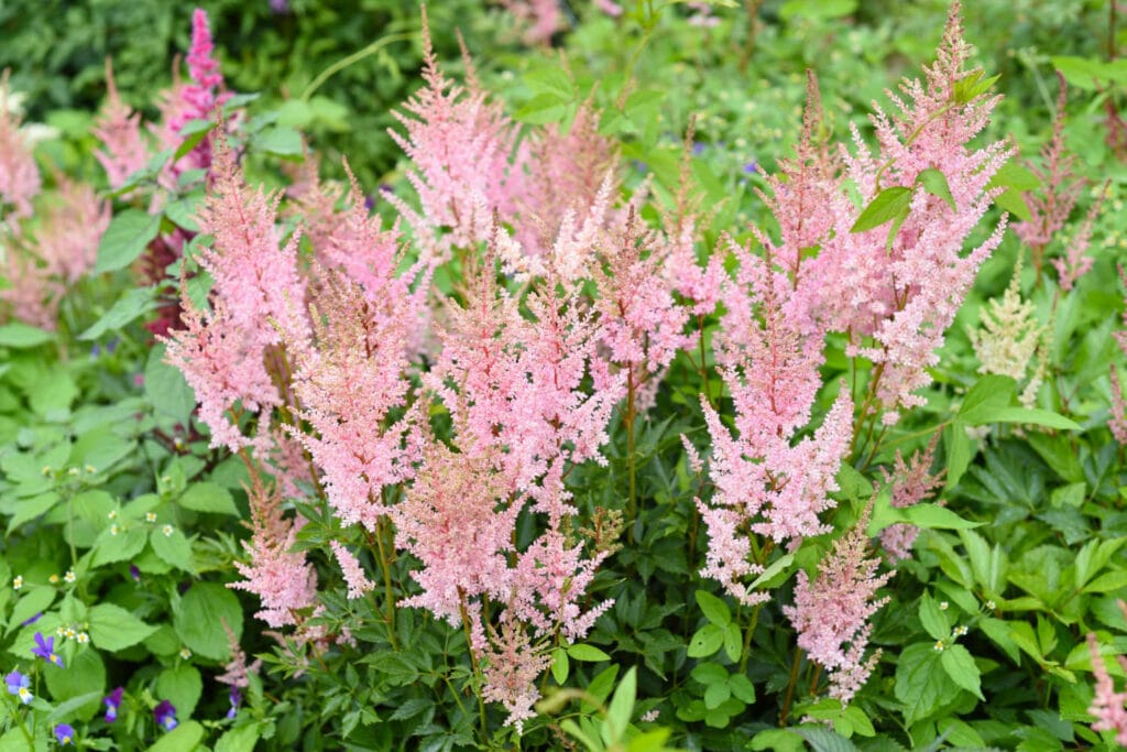 Astilbe 1 1024x683 - Shade Garden Ideas - 20+ Plants That Thrive With Limited Sunlight