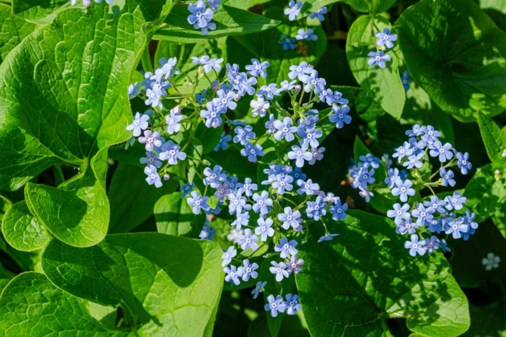 Brunnera macrophylla 1 1024x683 - Shade Garden Ideas - 20+ Plants That Thrive With Limited Sunlight