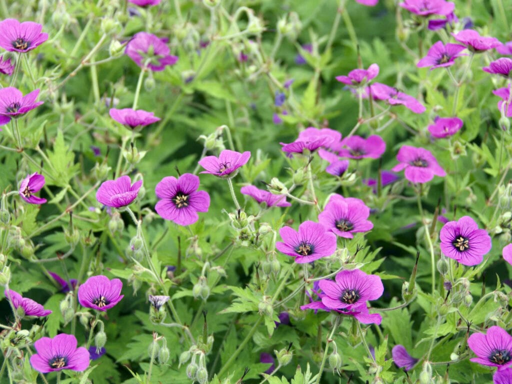 Cranesbill 1 1024x768 - Shade Garden Ideas - 20+ Plants That Thrive With Limited Sunlight