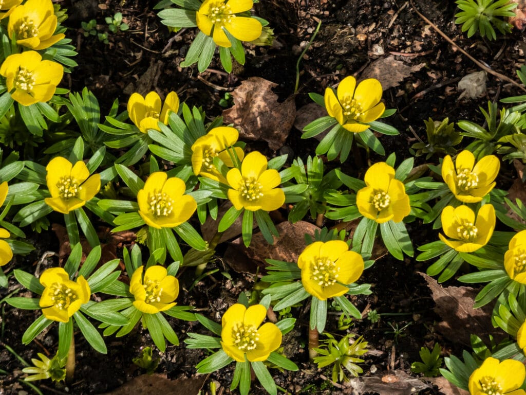 Eranthis Hyemalism 1 1024x768 - Shade Garden Ideas - 20+ Plants That Thrive With Limited Sunlight