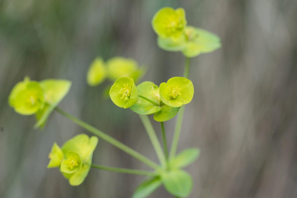 Euphorbia amygdaloides 1 1024x683 - Shade Garden Ideas - 20+ Plants That Thrive With Limited Sunlight