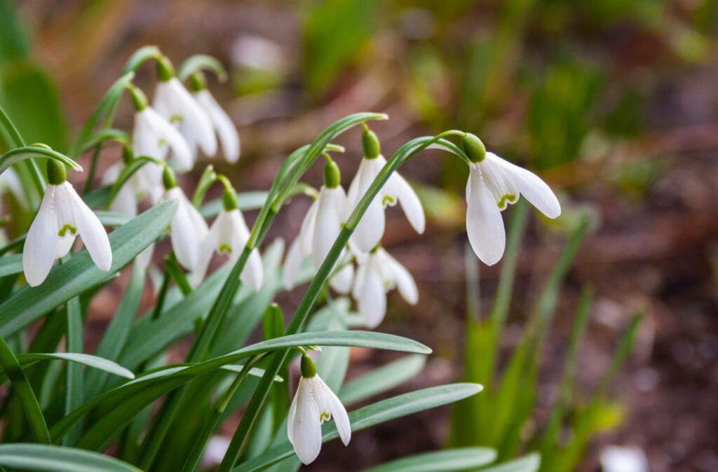 Galanthus 1 1024x674 - Shade Garden Ideas - 20+ Plants That Thrive With Limited Sunlight