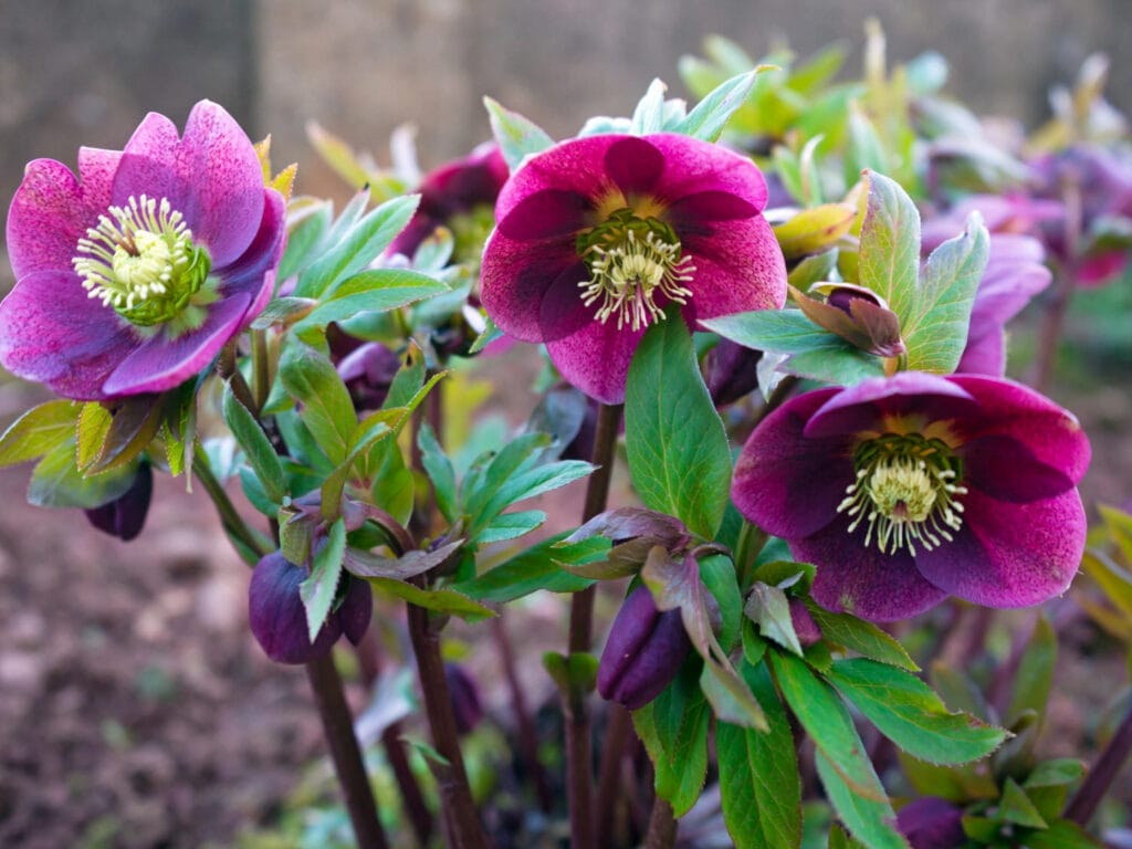 Hellebores 1 1024x768 - Shade Garden Ideas - 20+ Plants That Thrive With Limited Sunlight