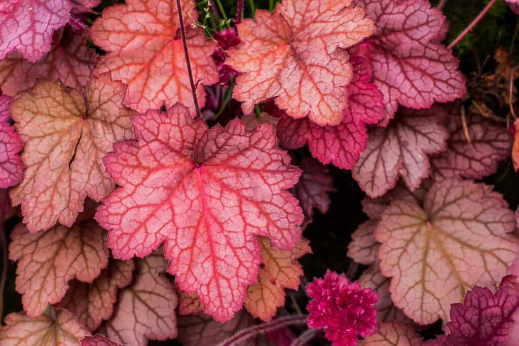 Heuchera 1 1024x683 - Shade Garden Ideas - 20+ Plants That Thrive With Limited Sunlight