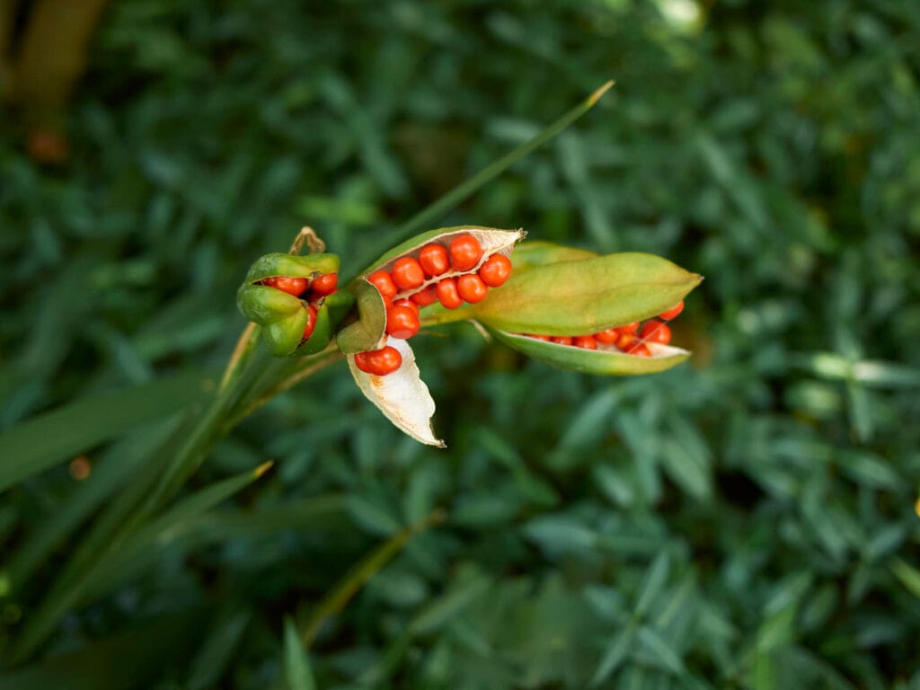 Iris foetidissima 1 1024x768 - Shade Garden Ideas - 20+ Plants That Thrive With Limited Sunlight