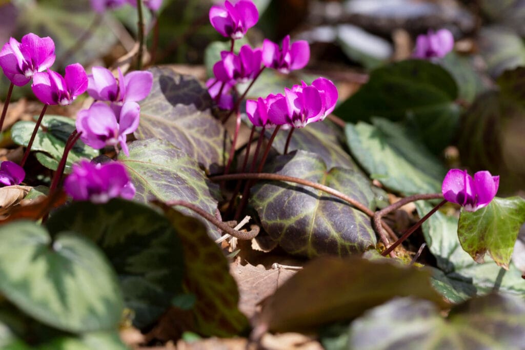 Ivy leaved cyclamen 1 1024x683 - Shade Garden Ideas - 20+ Plants That Thrive With Limited Sunlight