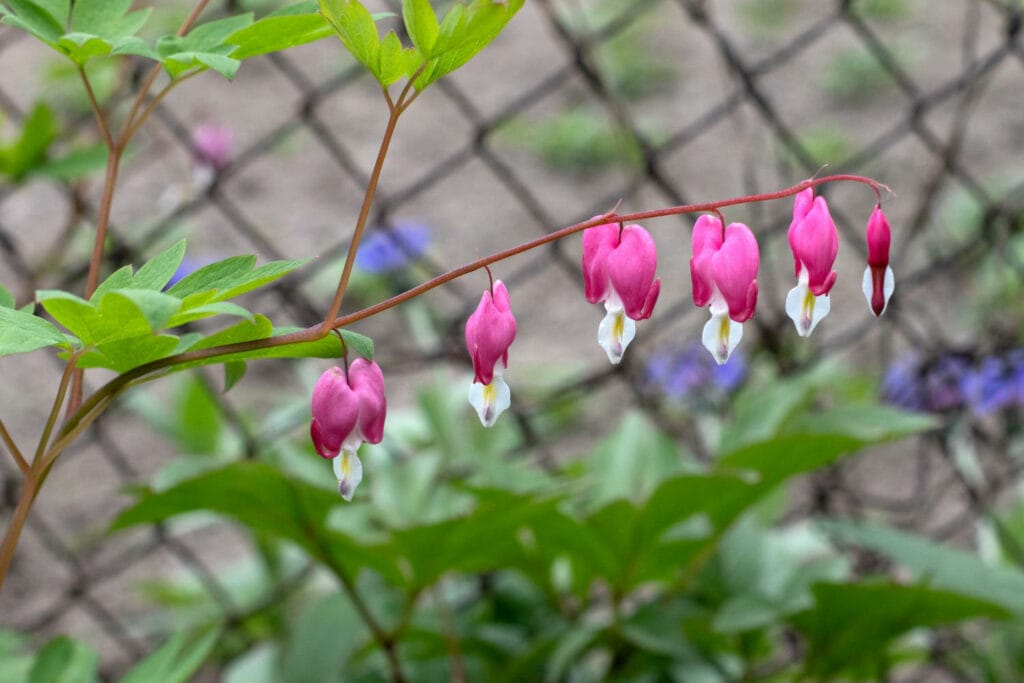 Lamprocapnos bleeding heart flowers 1 1024x683 - Shade Garden Ideas - 20+ Plants That Thrive With Limited Sunlight