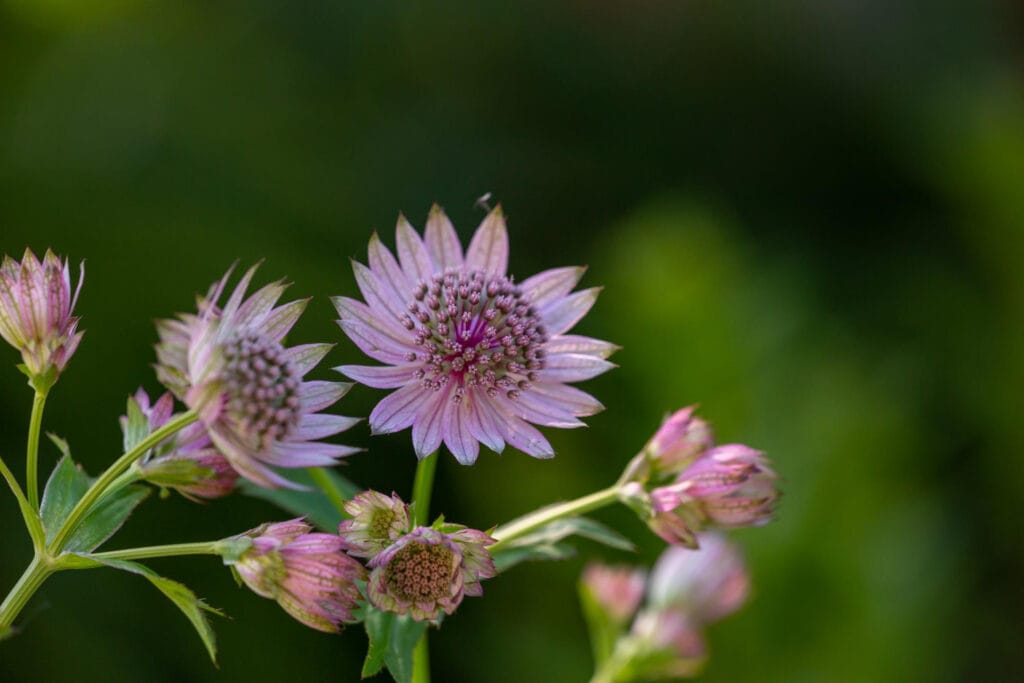 Masterwort 1 1024x683 - Shade Garden Ideas - 20+ Plants That Thrive With Limited Sunlight