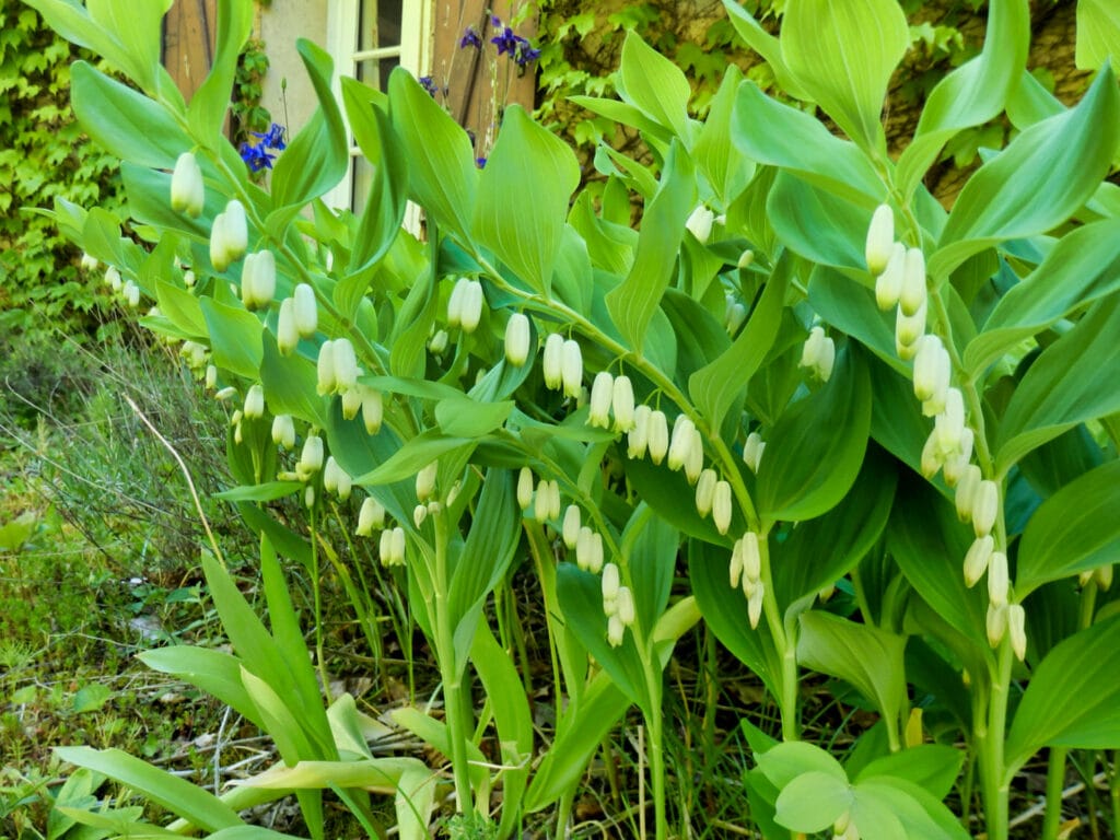 Polygonatum 1 1024x768 - Shade Garden Ideas - 20+ Plants That Thrive With Limited Sunlight
