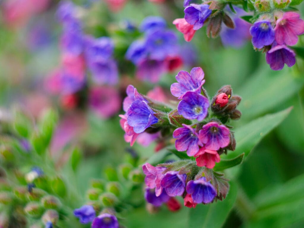 Pulmonaria 1 1024x768 - Shade Garden Ideas - 20+ Plants That Thrive With Limited Sunlight