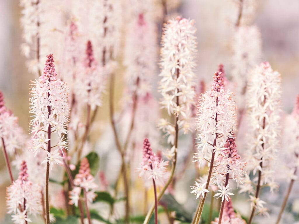 Tiarella 1024x768 - Shade Garden Ideas - 20+ Plants That Thrive With Limited Sunlight
