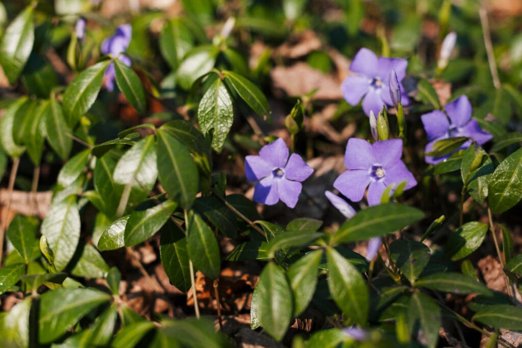 campanula bellflower 1 1024x683 - Shade Garden Ideas - 20+ Plants That Thrive With Limited Sunlight