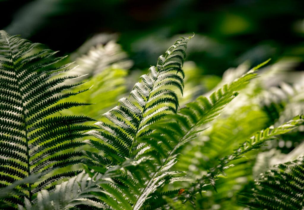 fern 1024x709 - Shade Garden Ideas - 20+ Plants That Thrive With Limited Sunlight