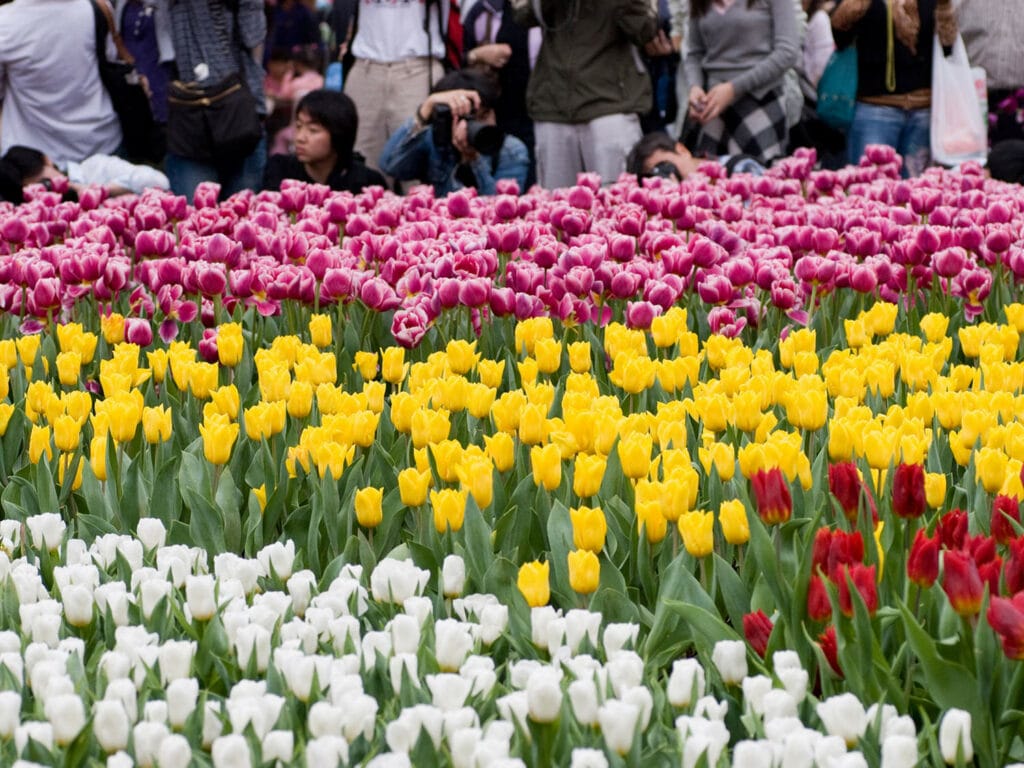 UK Gardening Shows and Events For 2024-2025 flower show 1024x768 - UK Gardening Shows and Events For 2024-2025
