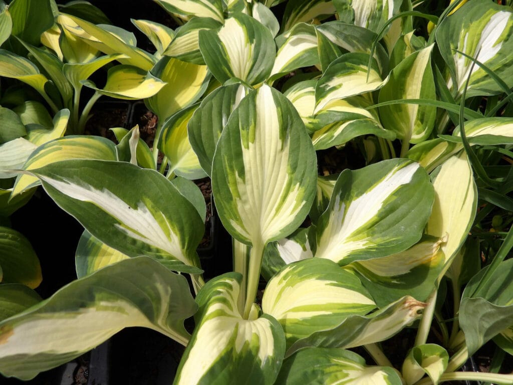 hostas 1024x768 - Shade Garden Ideas - 20+ Plants That Thrive With Limited Sunlight