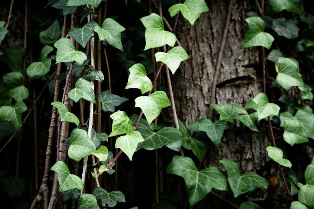 ivy 1 1024x683 - Shade Garden Ideas - 20+ Plants That Thrive With Limited Sunlight