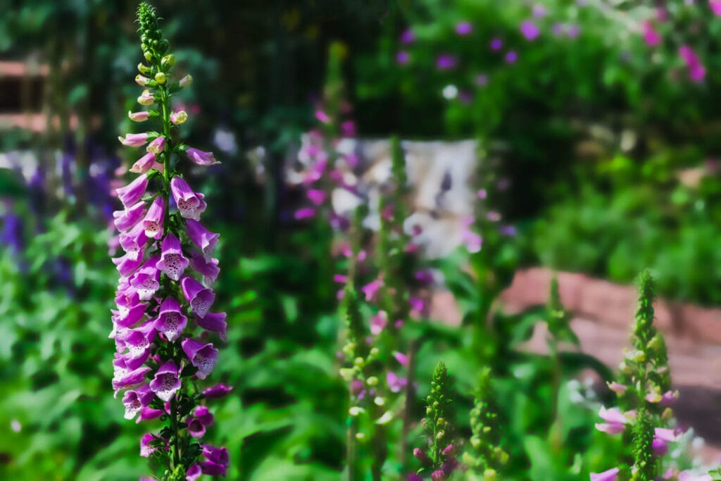 shade garden 1024x683 - Shade Garden Ideas - 20+ Plants That Thrive With Limited Sunlight