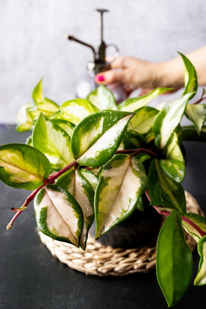 20+ Unique Garden-Inspired Gifts for Plant Lovers Hoya 683x1024 - 20+ Unique Garden-Inspired Gifts for Plant Lovers