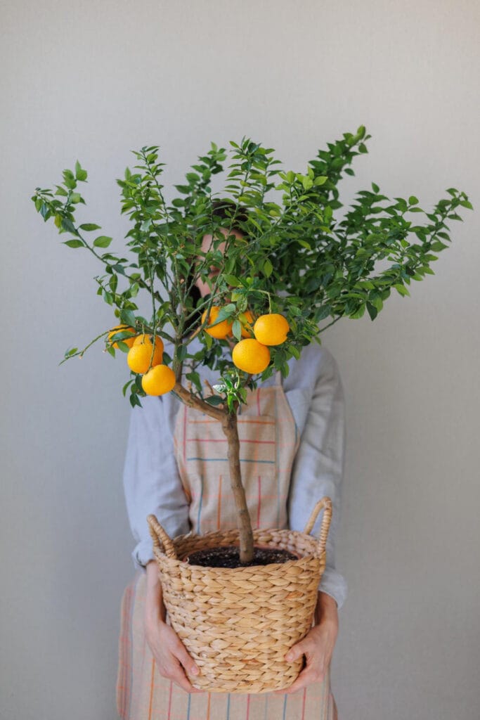 20+ Unique Garden-Inspired Gifts for Plant Lovers Meyer Lemon Tree 683x1024 - 20+ Unique Garden-Inspired Gifts for Plant Lovers