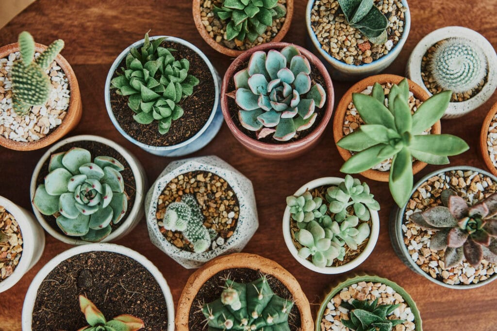20+ Unique Garden-Inspired Gifts for Plant Lovers Succulents 1024x683 - 20+ Unique Garden-Inspired Gifts for Plant Lovers