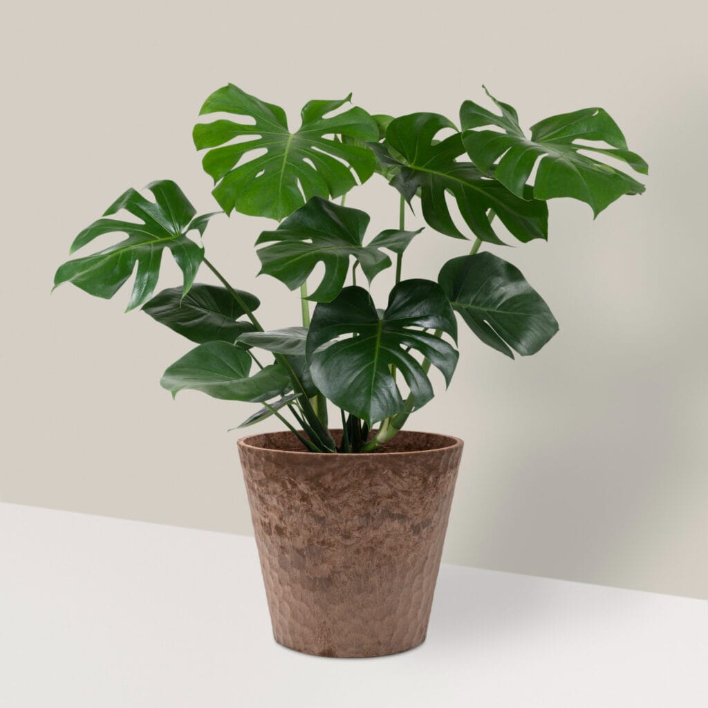 20+ Unique Garden-Inspired Gifts for Plant Lovers monstera 1024x1024 - 20+ Unique Garden-Inspired Gifts for Plant Lovers