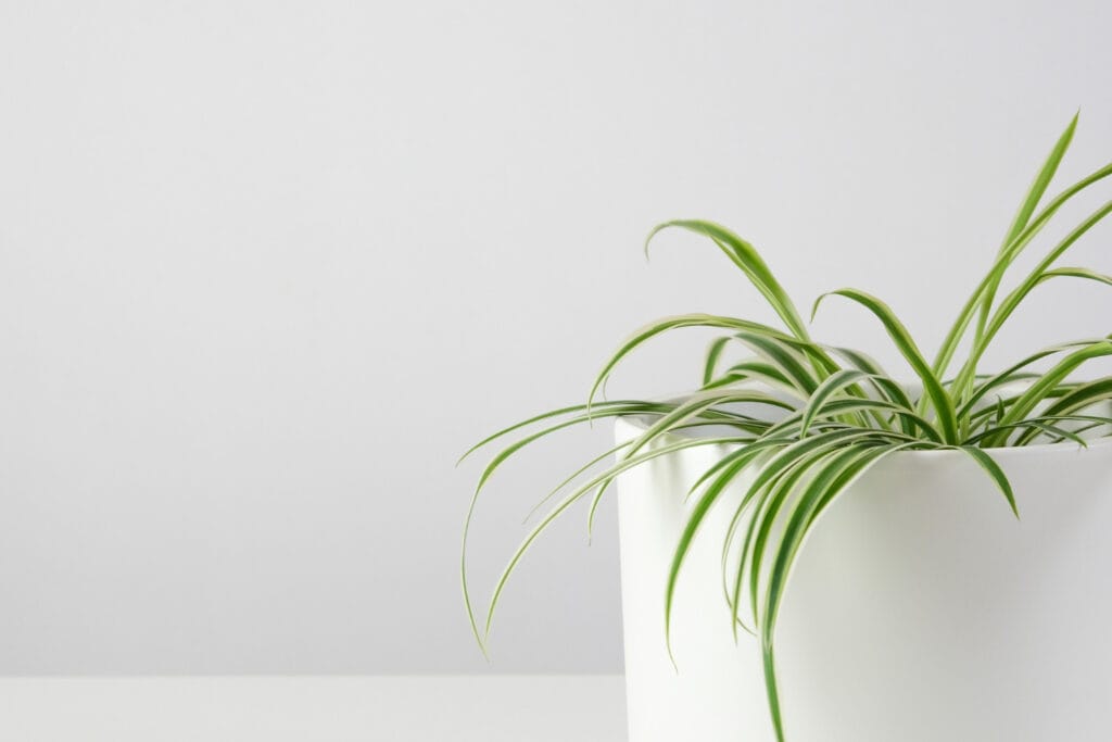 20+ Unique Garden-Inspired Gifts for Plant Lovers ponytail plant 1024x683 - 20+ Unique Garden-Inspired Gifts for Plant Lovers