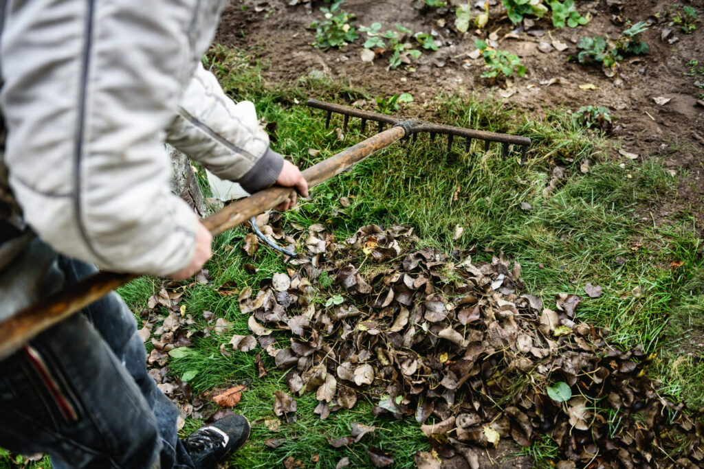 How To Prepare Your Garden For British Winter raking leaves 1024x683 - How To Prepare Your Garden For British Winter