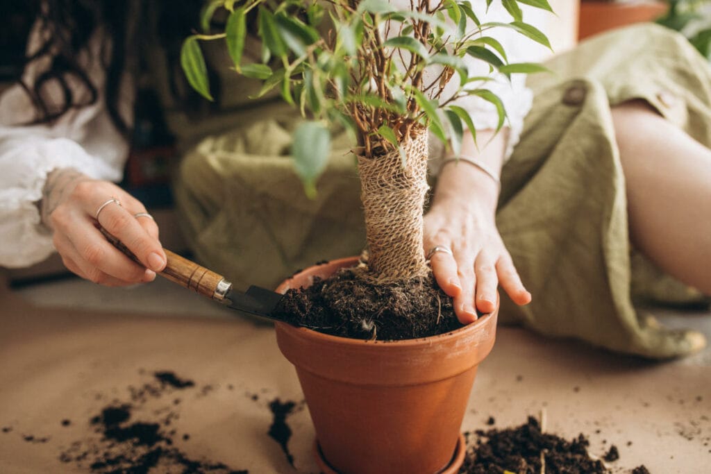 How To Prepare Your Garden For British Winter repotting 1024x683 - How To Prepare Your Garden For British Winter