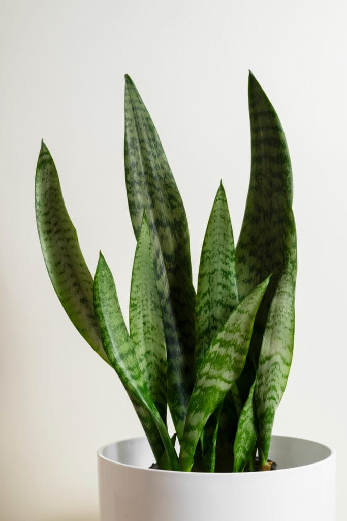 20+ Unique Garden-Inspired Gifts for Plant Lovers snake plant 683x1024 - 20+ Unique Garden-Inspired Gifts for Plant Lovers