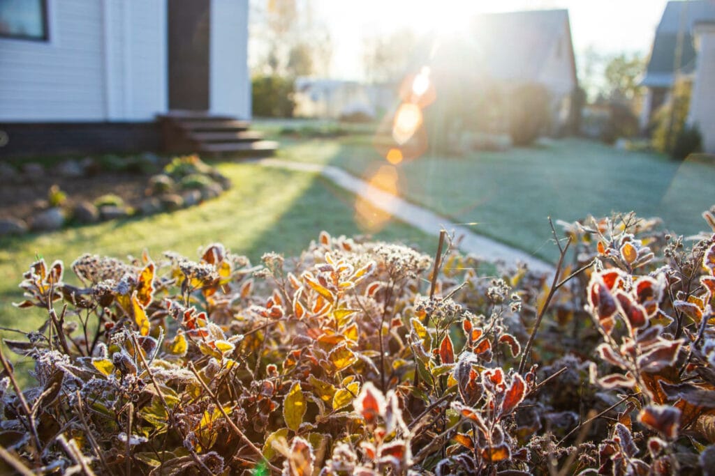 How To Prepare Your Garden For British Winter winter frost 1024x683 - How To Prepare Your Garden For British Winter