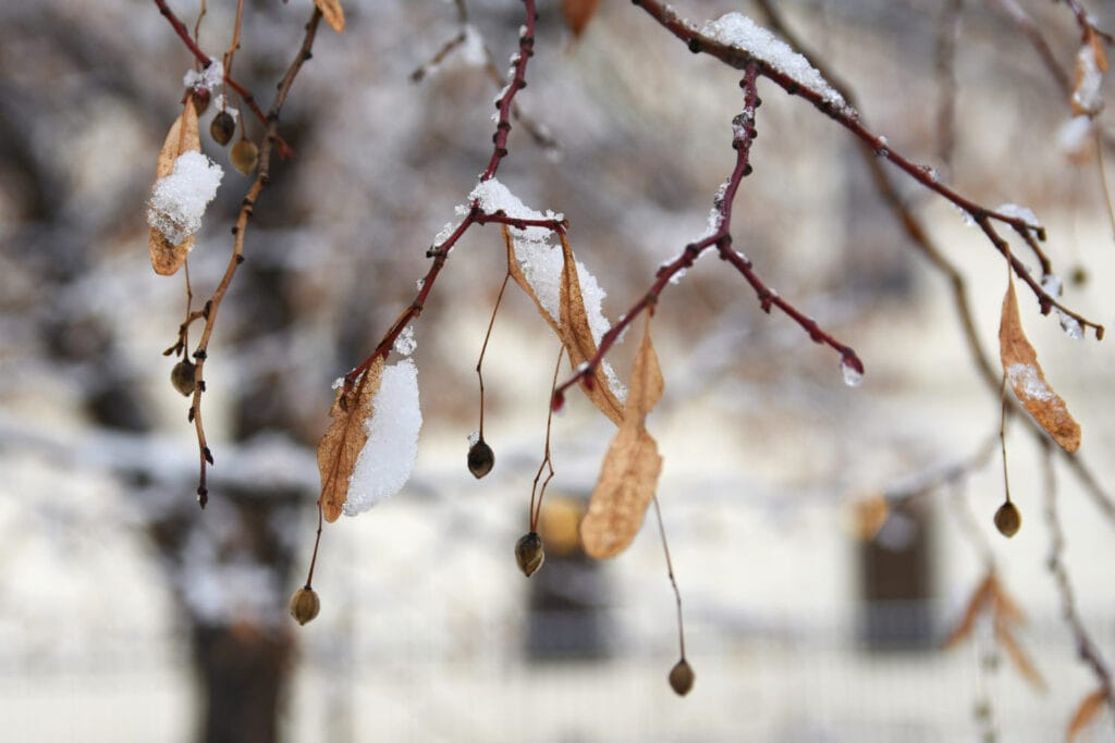 How To Prepare Your Garden For British Winter winter snow garden 1 1024x683 - How To Prepare Your Garden For British Winter