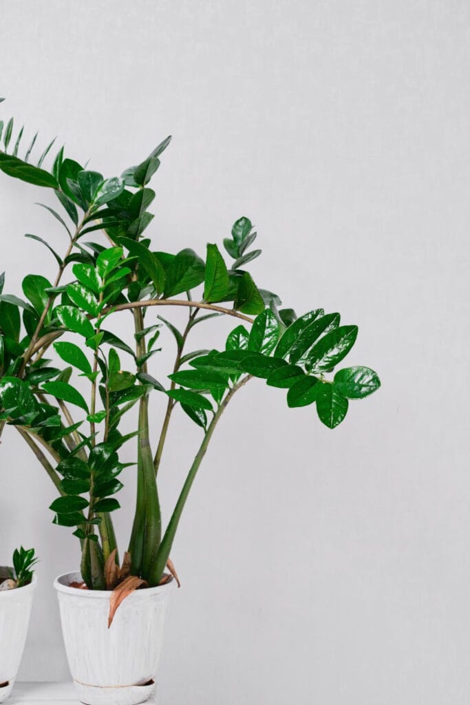 20+ Unique Garden-Inspired Gifts for Plant Lovers zz plant 683x1024 - 20+ Unique Garden-Inspired Gifts for Plant Lovers