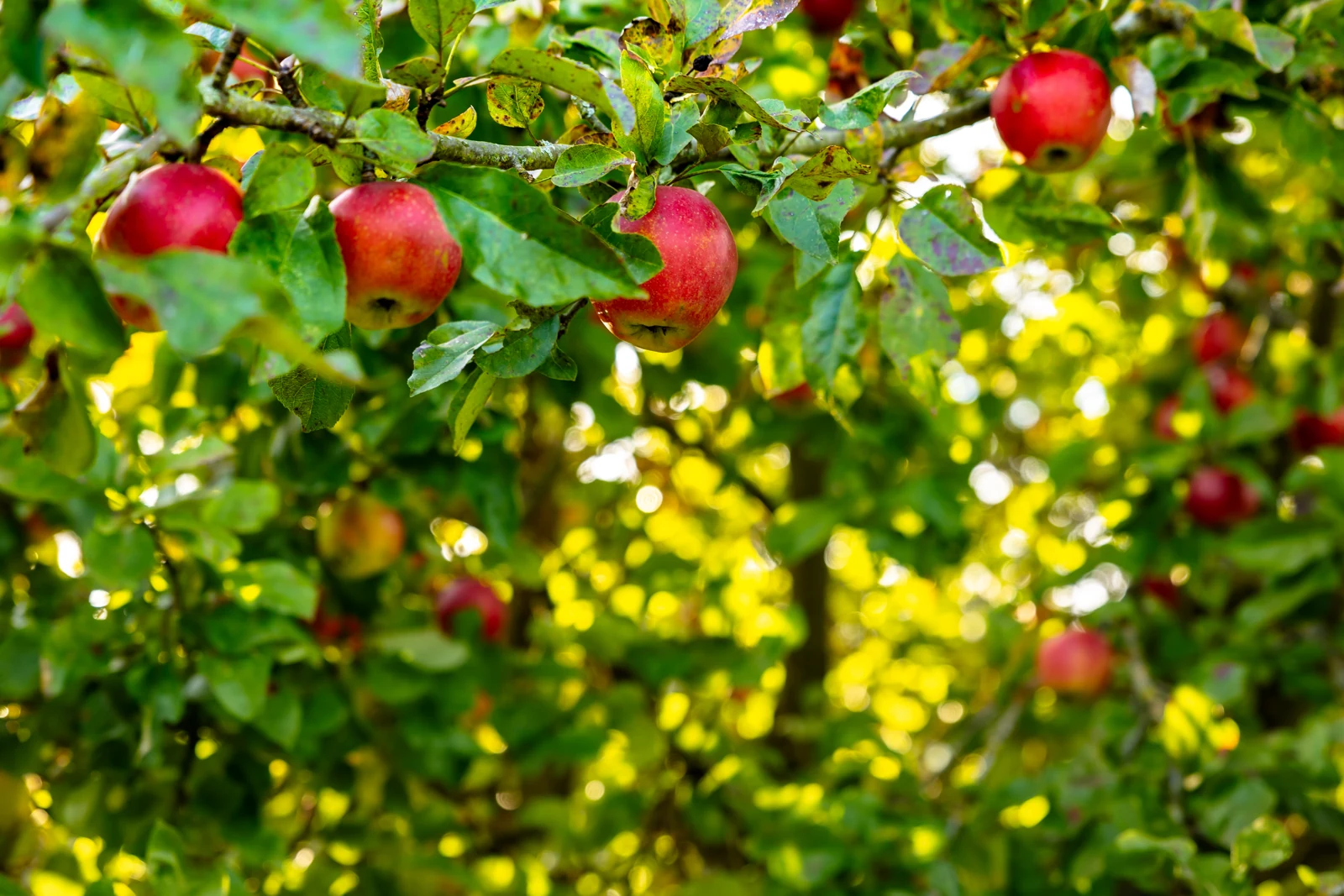 The later reward from an apple tree. A newly planted bare-root tree will be dormant and bare in winter. Red apples growing on a leafy tree in the fruiting season.