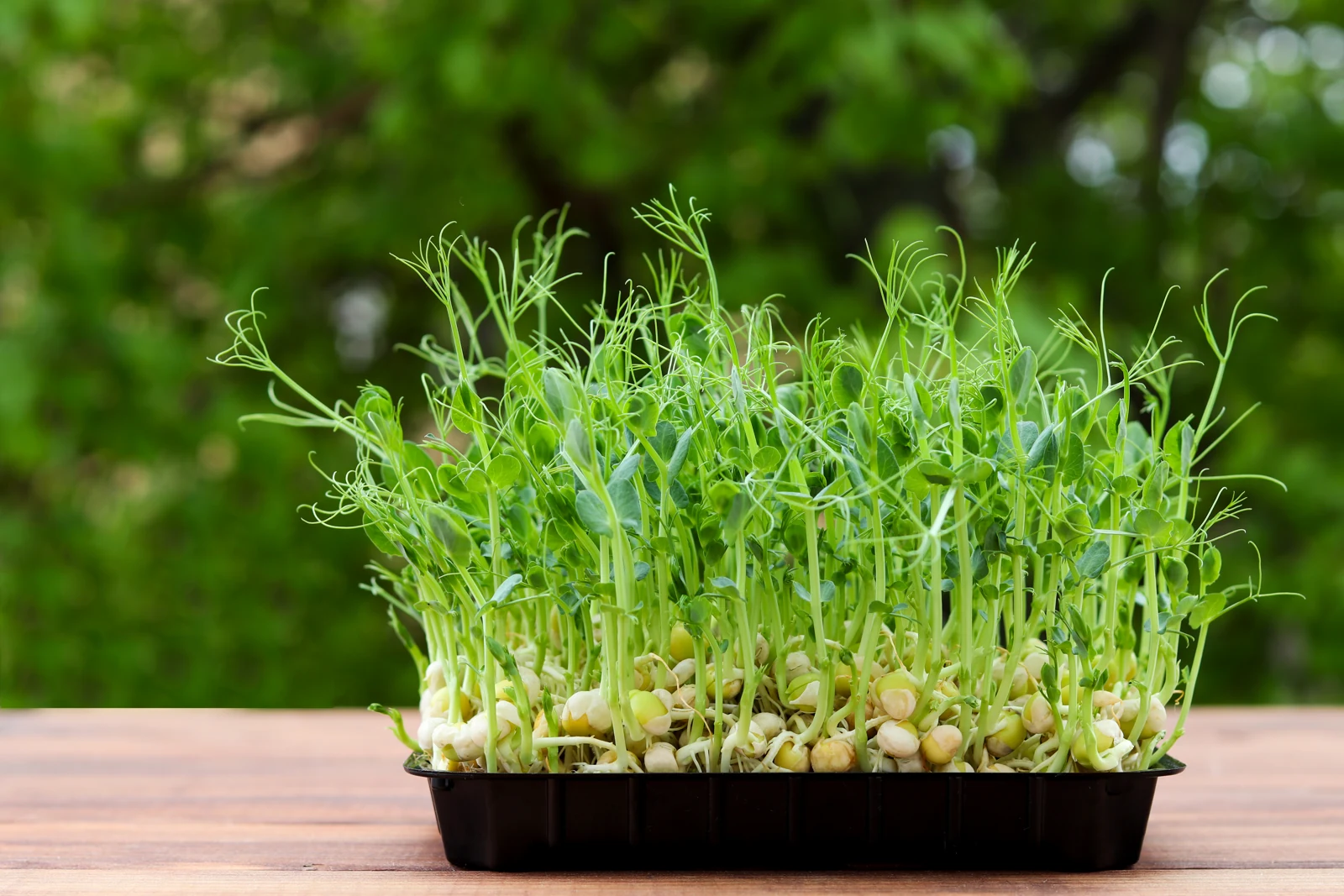 Edible pea shoots are harvested for their tender stems and leaves. Give an indoor crop your brightest suitable windowsill. Tender edible pea shoots with curling tendrils in a black tray on a wooden table against a green garden background.