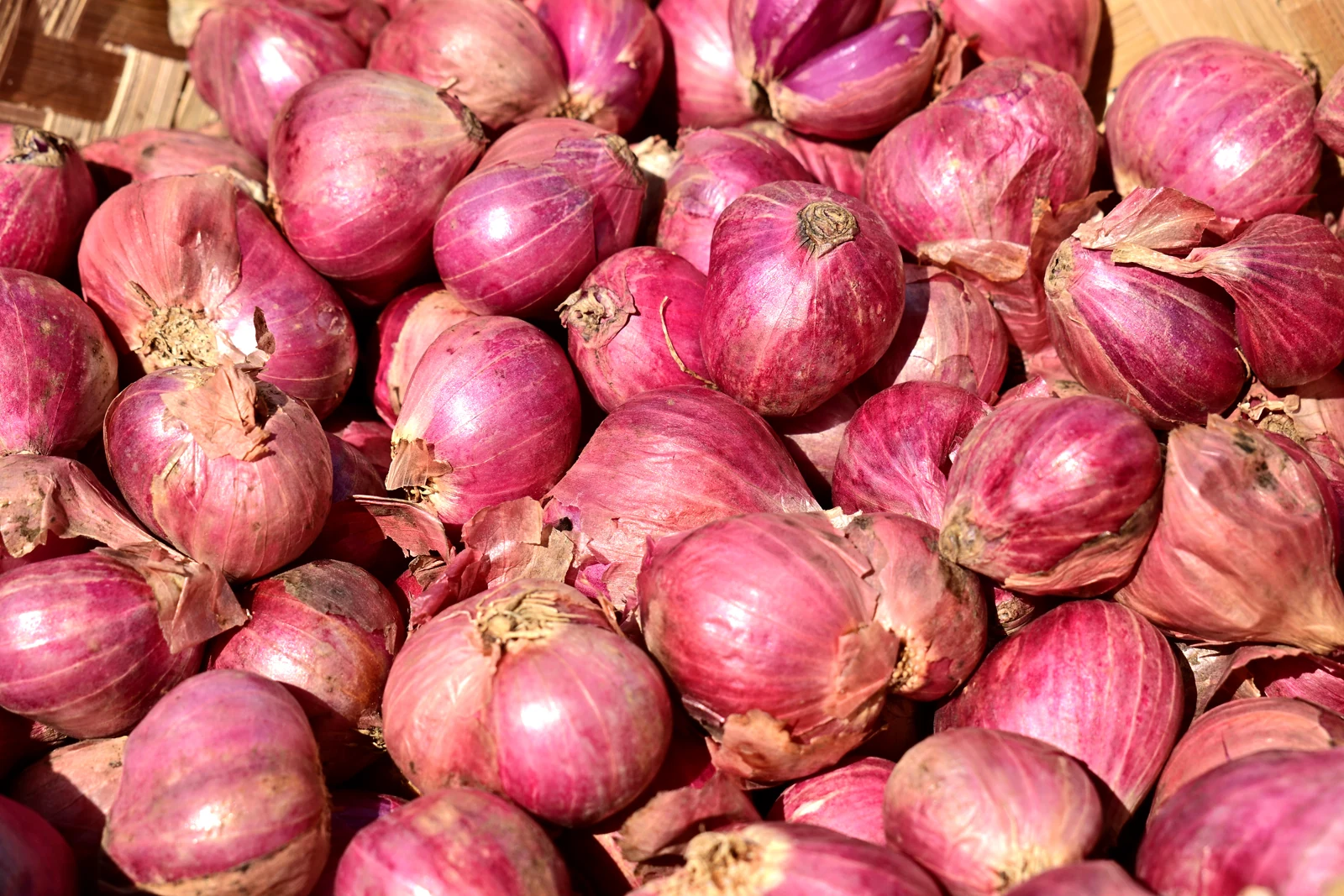Harvested shallots. For December planting, choose sets specifically sold for autumn planting. Close view of harvested shallot bulbs with papery reddish skins.