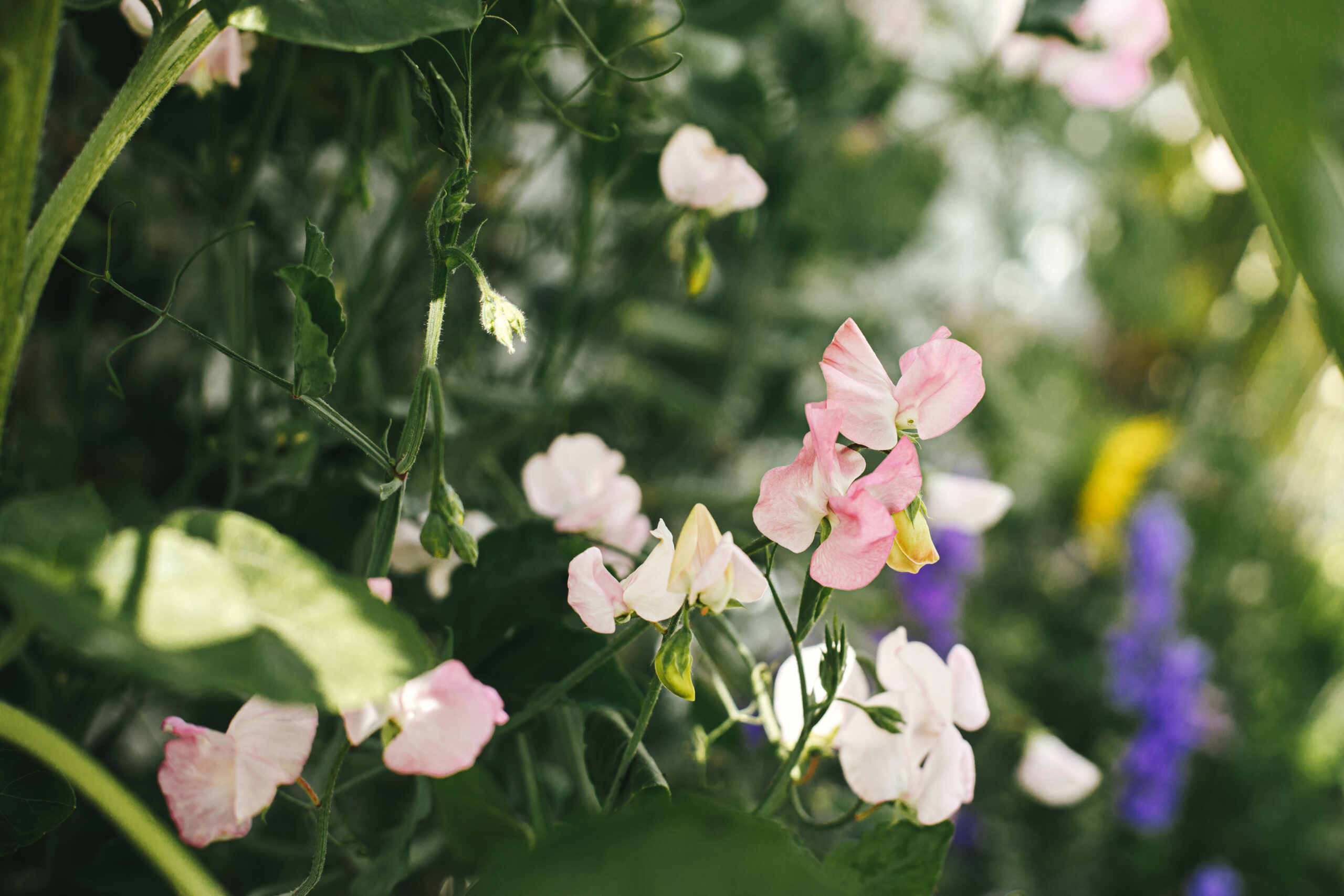 Sweet peas. Annual sweet peas in summer flower. These are ornamental flowers; their seeds and pods aren’t edible. Pink and cream annual sweet pea flowers climbing among green tendrils.