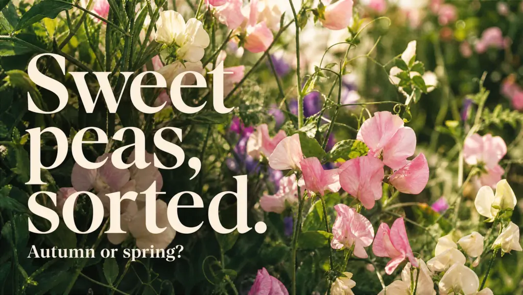 sweet peas growing guide cover Sweet pea growing guide cover filled with pink and cream flowers and the words Sweet peas sorted.